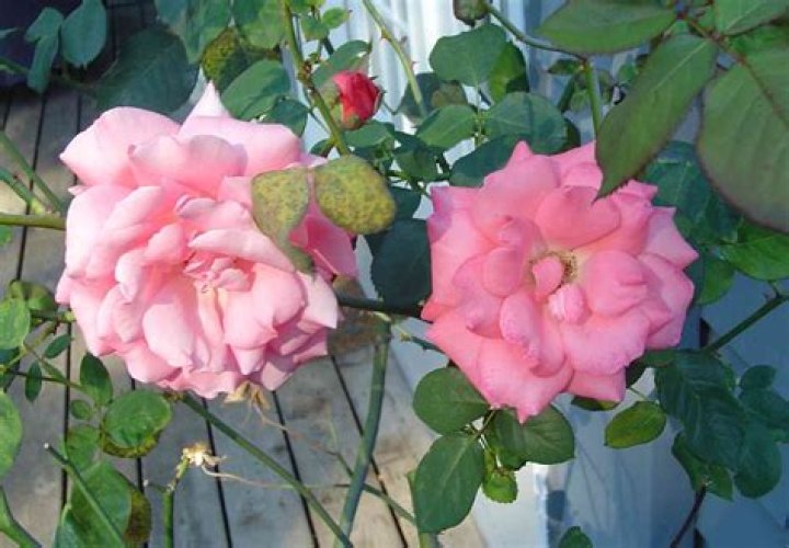 Is Epsom salt good for roses?