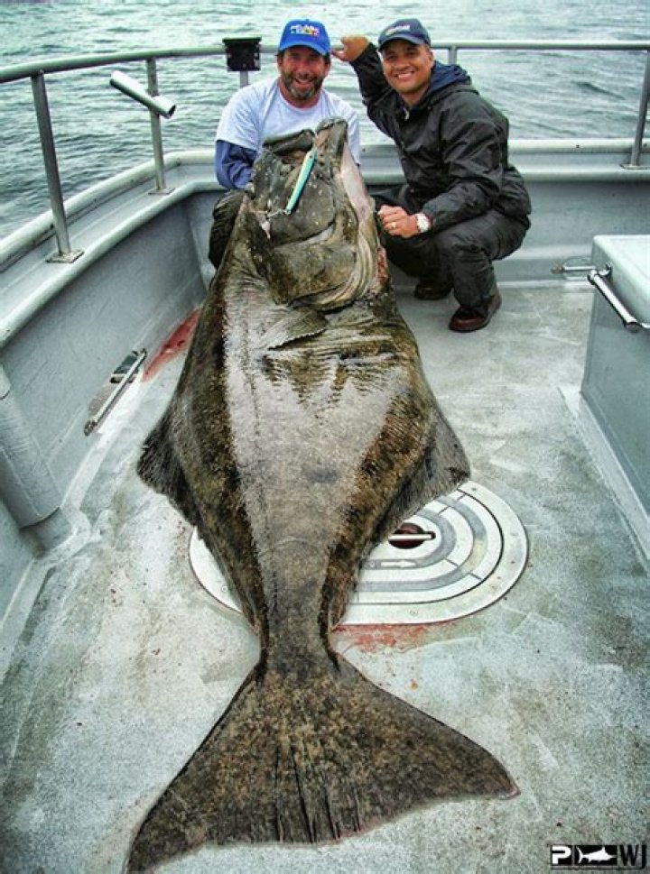 Is halibut a healthy fish?