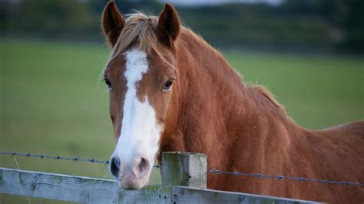 Is horse meat red or white?