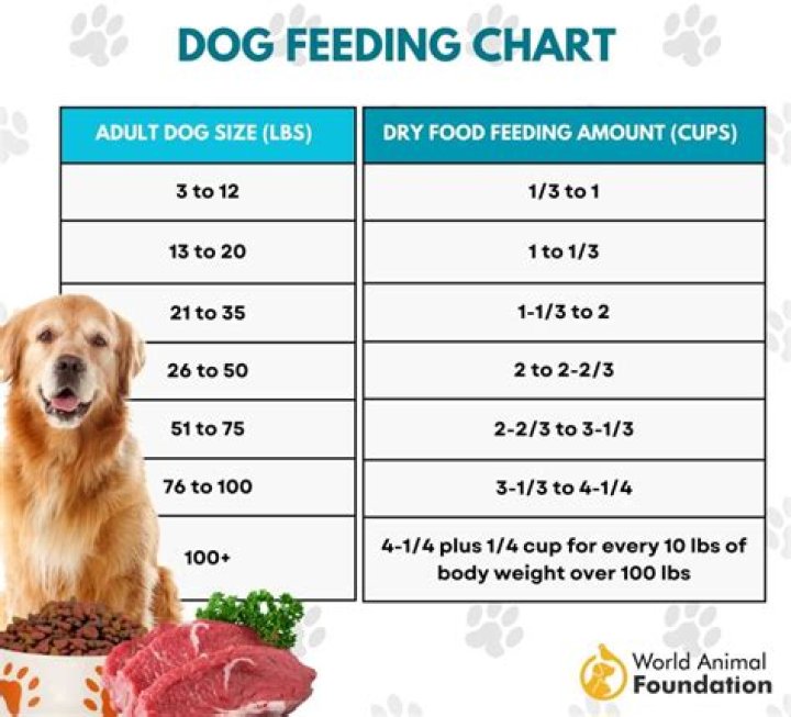 Is it better to feed your dog in the morning or at night?