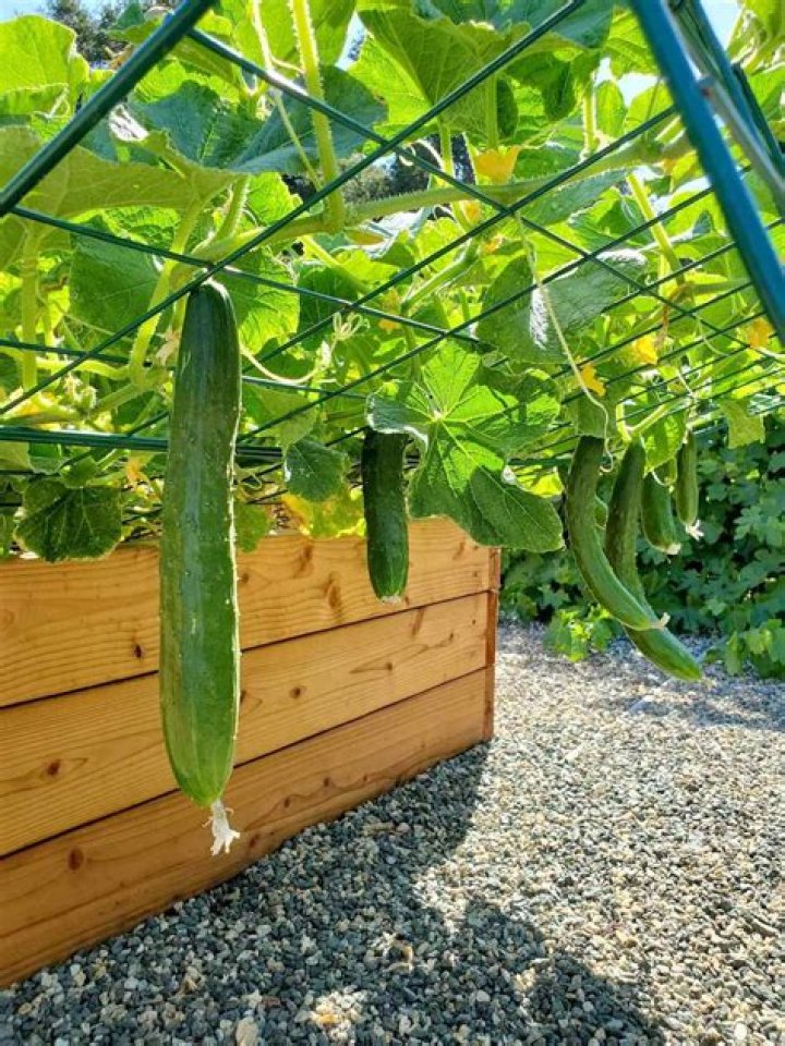 Is it better to grow cucumbers on a trellis or on the ground?