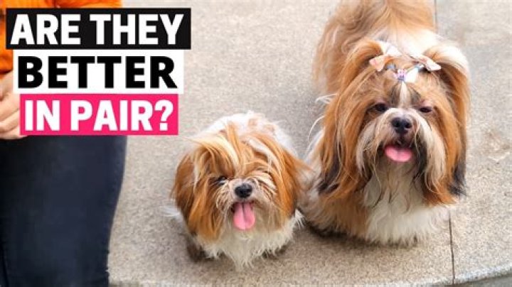 Is it better to have 2 dogs If you work?