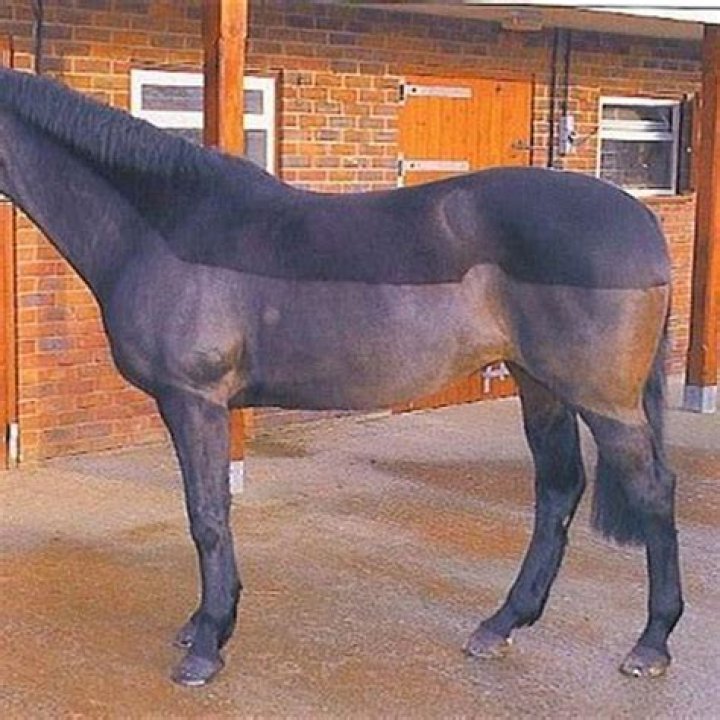 Is it good to body clip a horse?