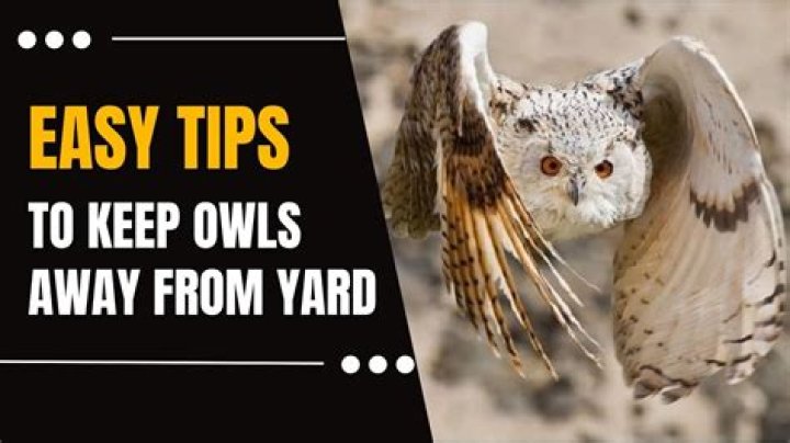 Is it good to have owls in your yard?