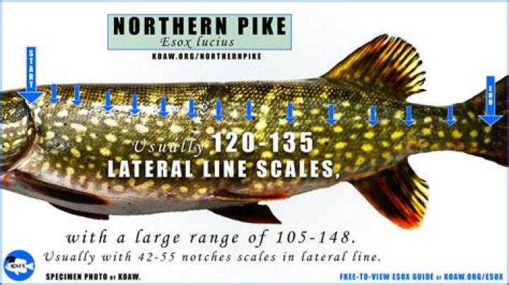 Is it legal to run your car on cooking oil?