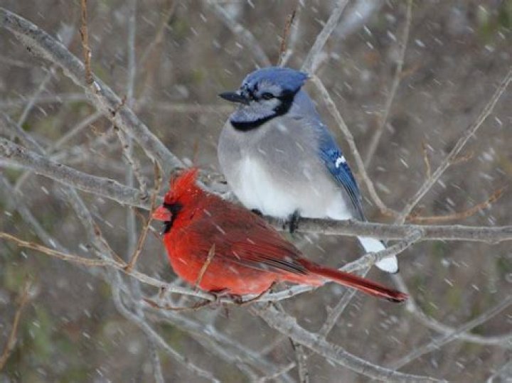 Is it rare to see a cardinal and blue jay together?