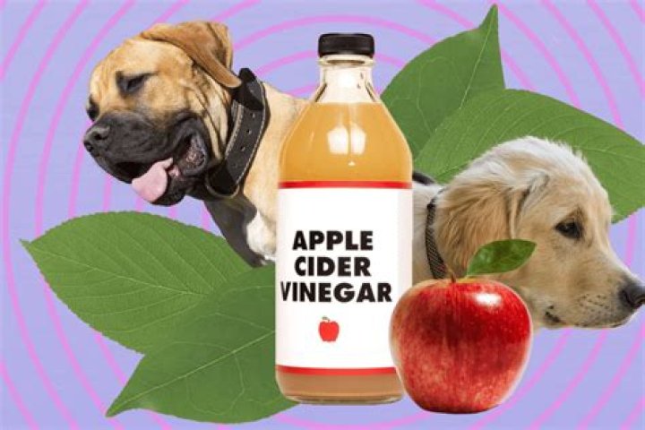 Is it safe to give dogs vinegar?