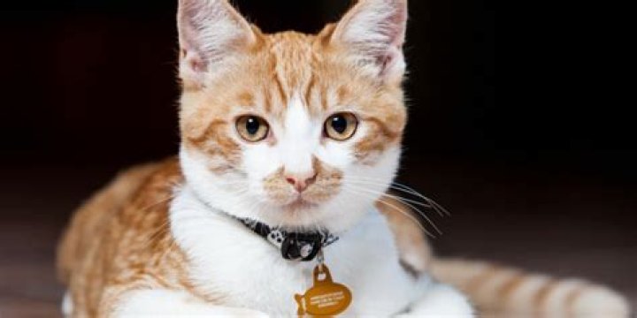 Is it uncomfortable for cats to wear collars?