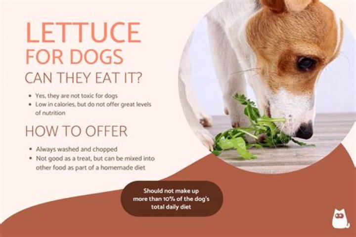 Is lettuce good for dogs?