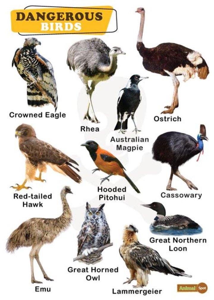 Is lime harmful to birds?