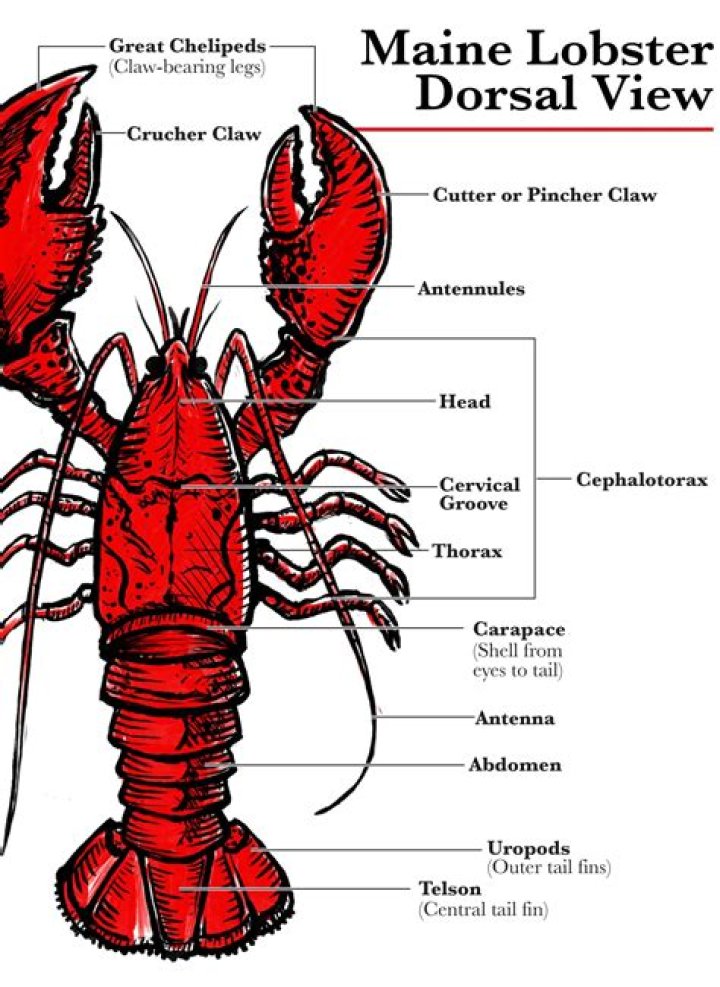 Is lobster the rat of the sea?