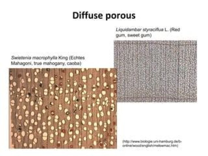 Is mahogany porous?