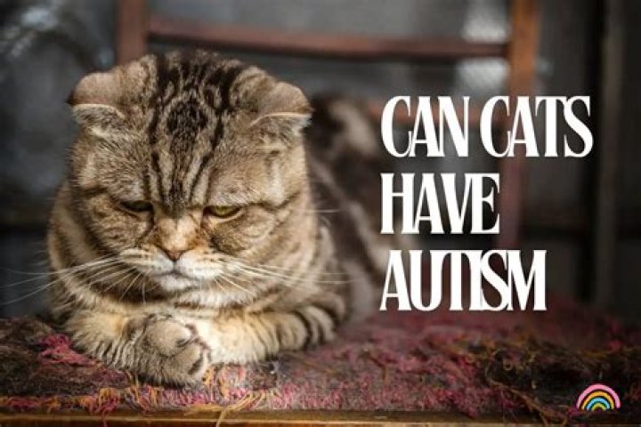 Is my cat autistic?