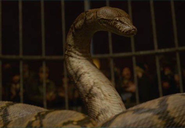 Is nagini from Grindelwald Voldemort's snake?