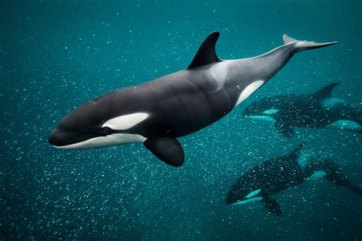 Is Ocean Sun Orca still alive?