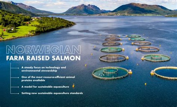 Is organic Norwegian salmon safe?