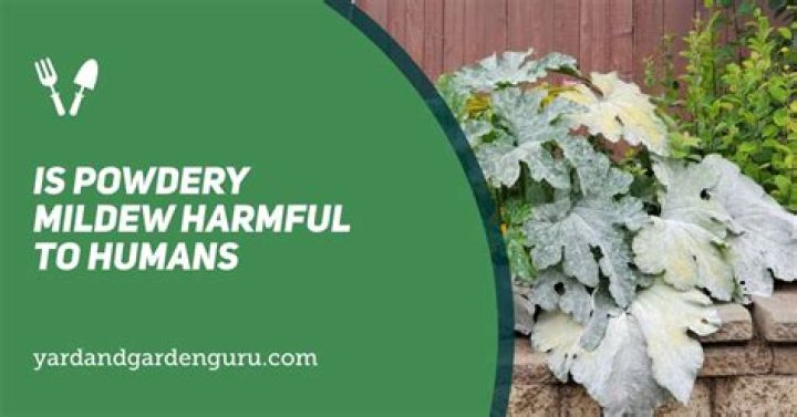 Is powdery mildew harmful?
