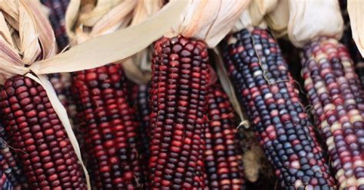 Is Red Corn real?