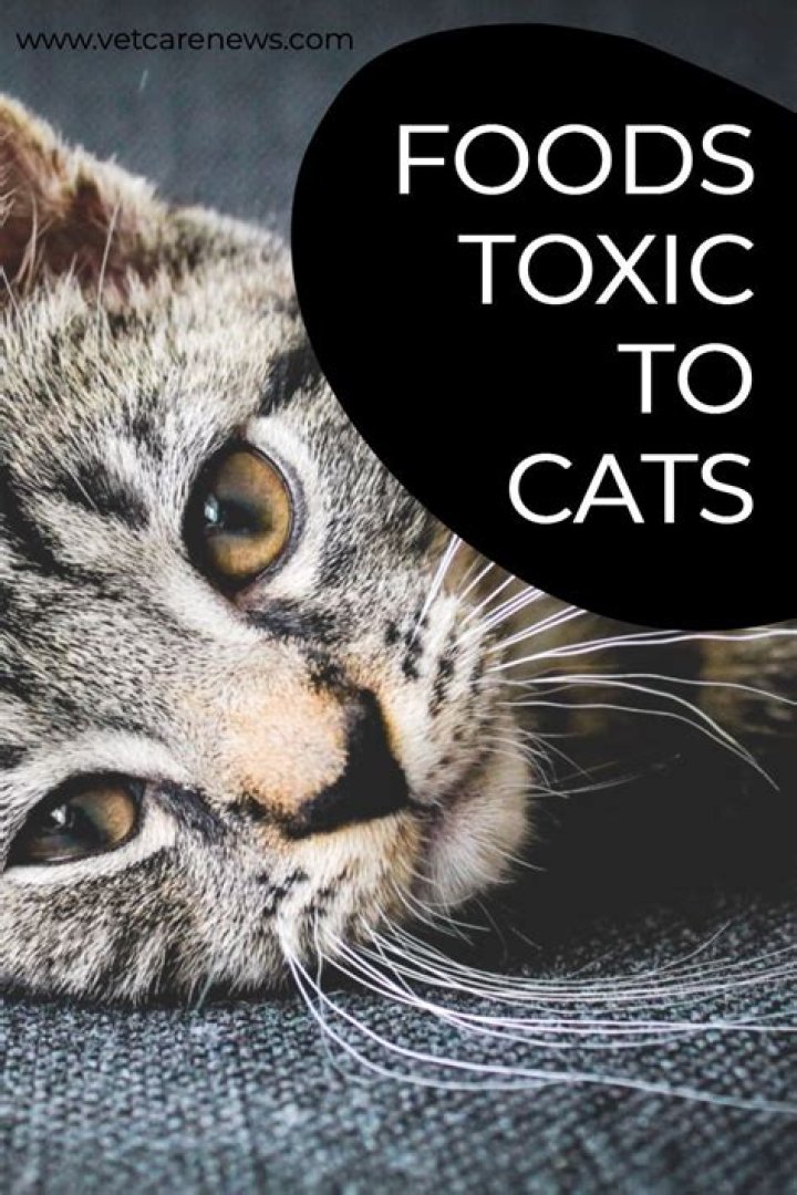 Is rubbing alcohol toxic to cats?
