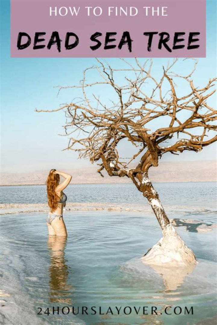 Is the Dead Sea tree real?