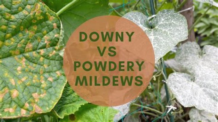Is there a cure for downy mildew?