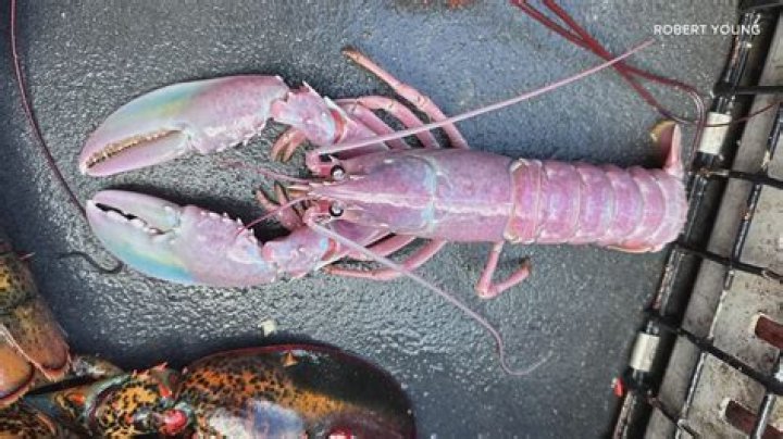 Is there such a thing as a cotton candy lobster?