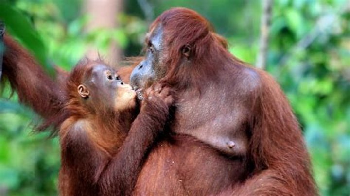 Is tongue kissing gross?