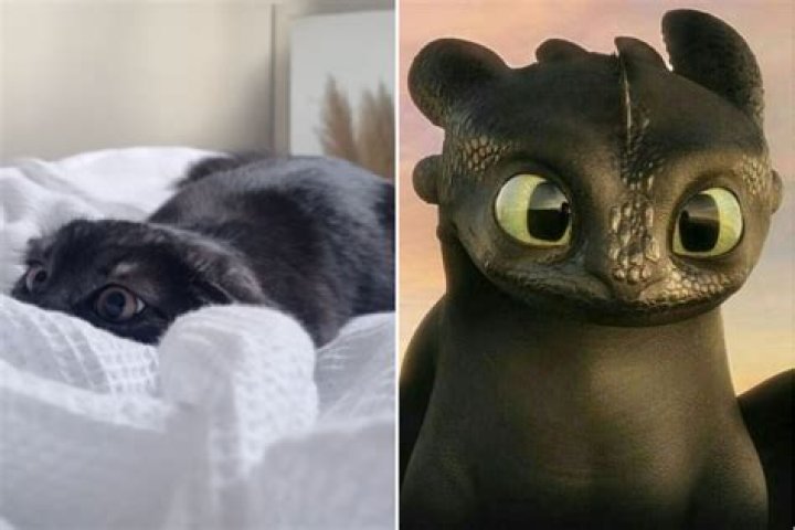 Is Toothless based on a cat?