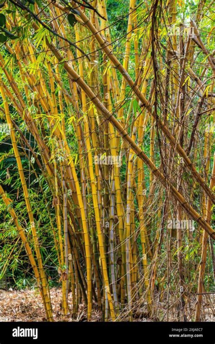Is yellow groove bamboo invasive?