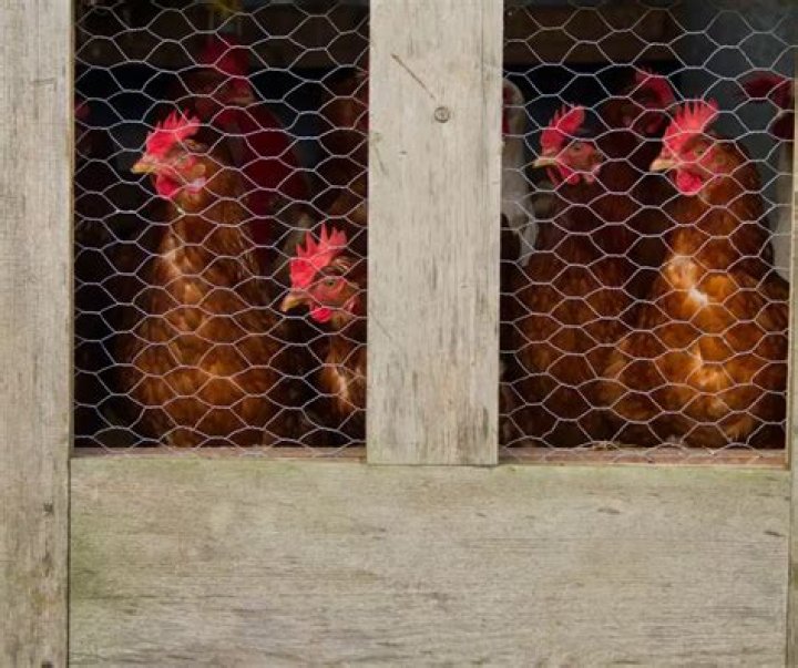 Should chickens be locked in coop at night?