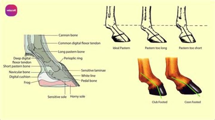 Should horses be out in the sun?