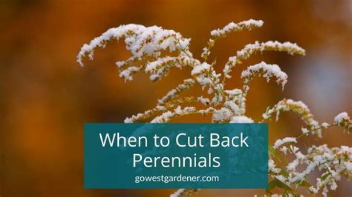 Should I cut back all my perennials for winter?
