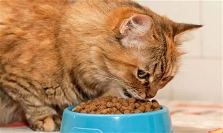Should I leave dry food out for my cat all day?