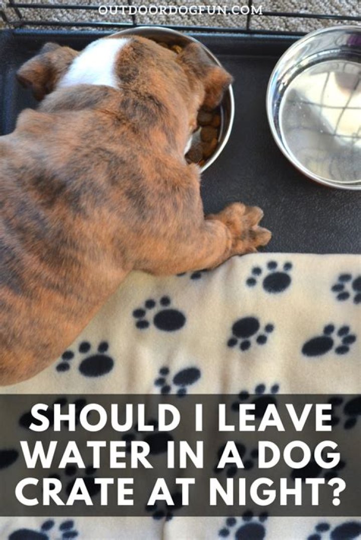 Should I leave water in my dog's crate during the day?