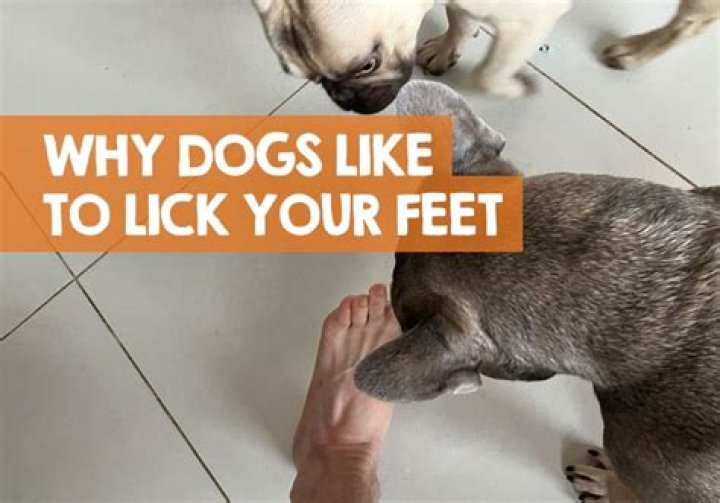 Should I let my dog lick my feet?