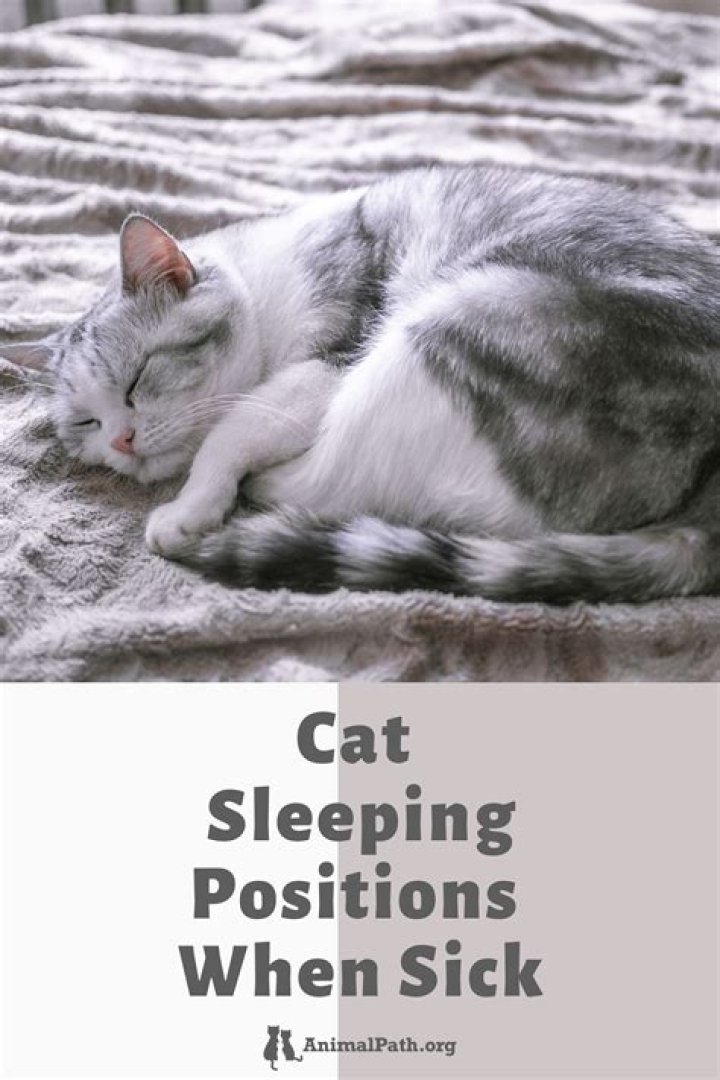 Should I let my sick cat sleep?