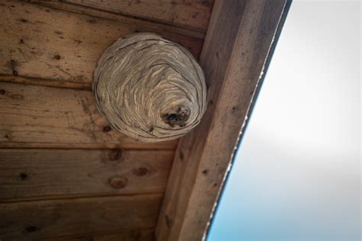 Should I remove a wasp nest or leave it?