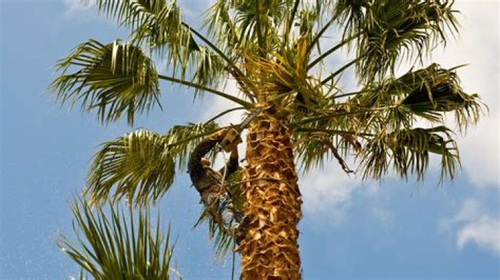 Should I trim palm tree trunk?