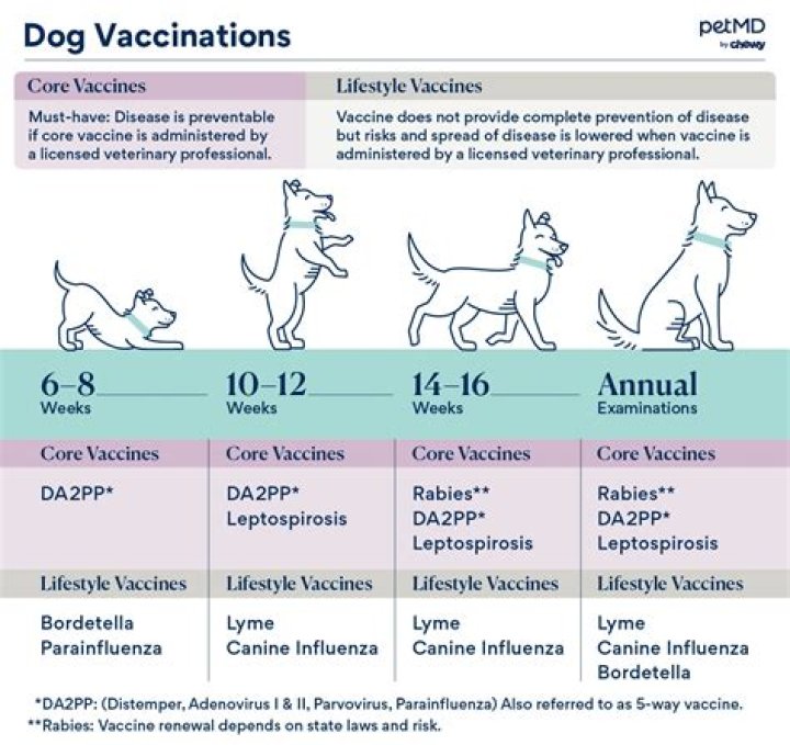 Should I vaccinate my 15 year old dog?
