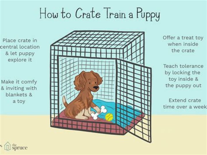 Should puppies nap in their crate?