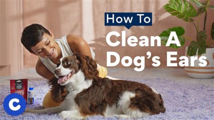 Should you clean dog's ears?