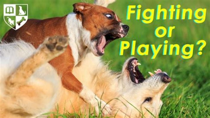 Should you let puppies fight?