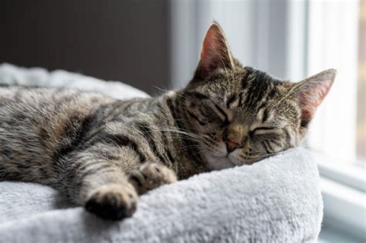 Should you pet a sleeping cat?