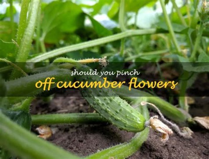Should you pinch off cucumber flowers?