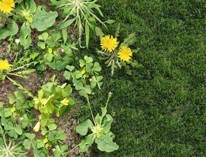 Should you pull weeds in winter?