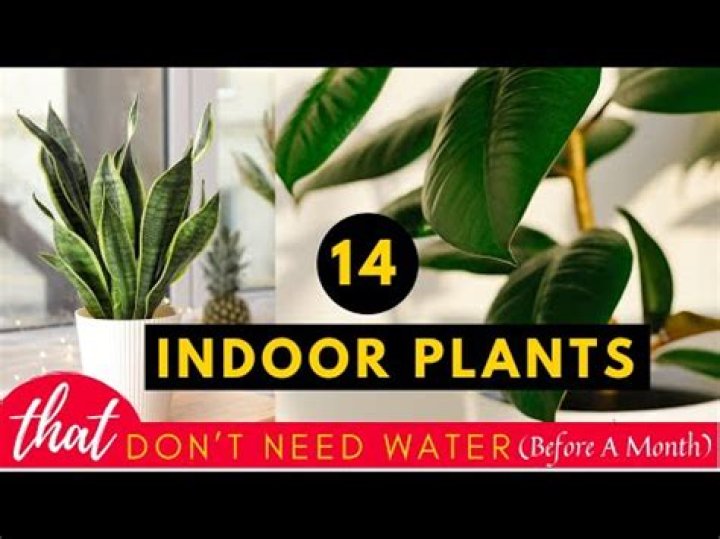 Should you water indoor plants everyday?
