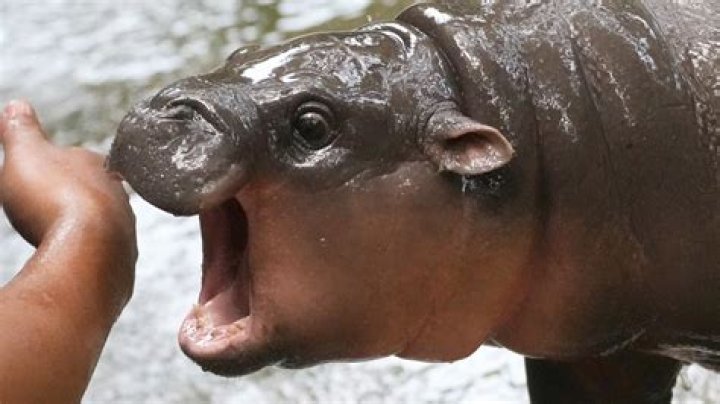 Was a man eaten by a hippo?