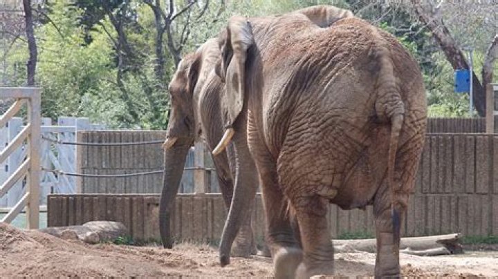 Was Dumbo an African elephant?