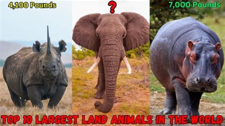 What animal has the largest balls?