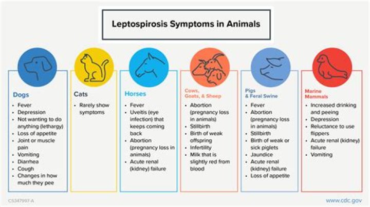What animals carry leptospirosis?